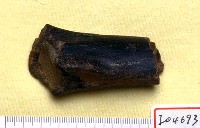 藏品(脛骨一段)的圖片